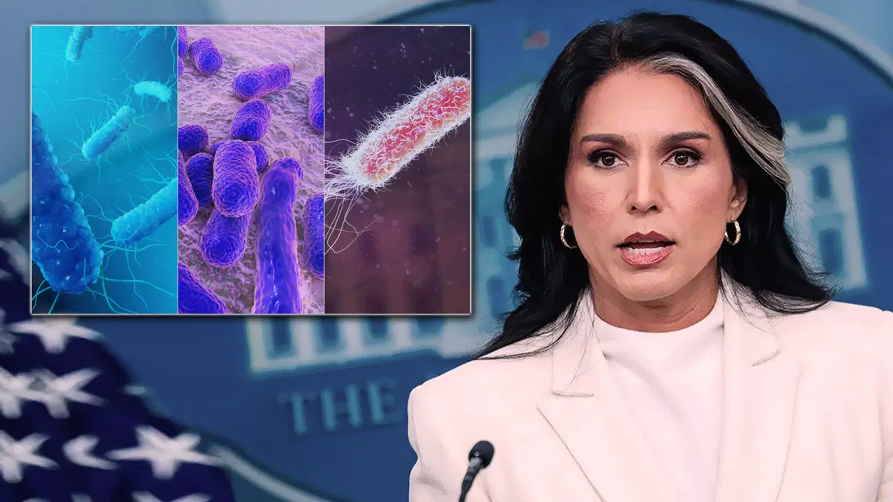 ABD İstihbarat Başkanı Gabbard'dan dikkat çeken iddia: ABD'nin desteklediği biyolojik laboratuvar ağına ait belgeler yayımlandı