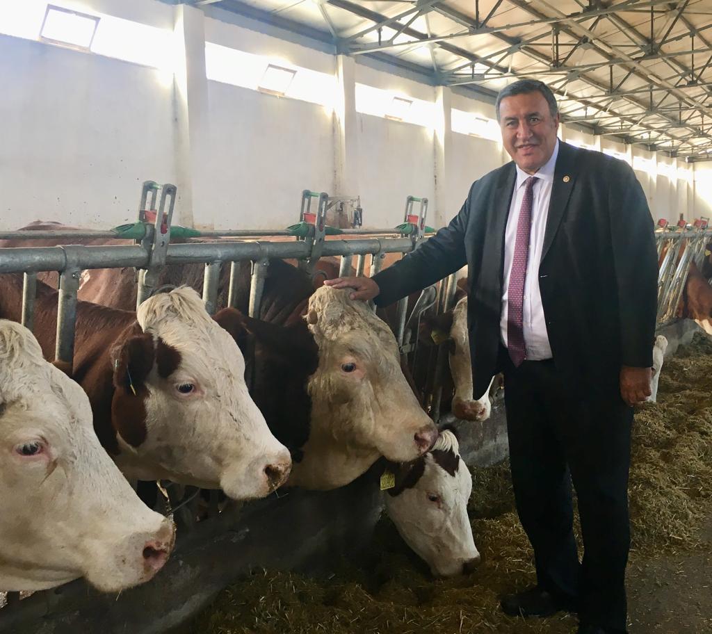 CHP Milletvekili Gürer, Tarım ve Orman Bakanlığına, yerli ırk sığır oranının azalma nedenlerini sordu…