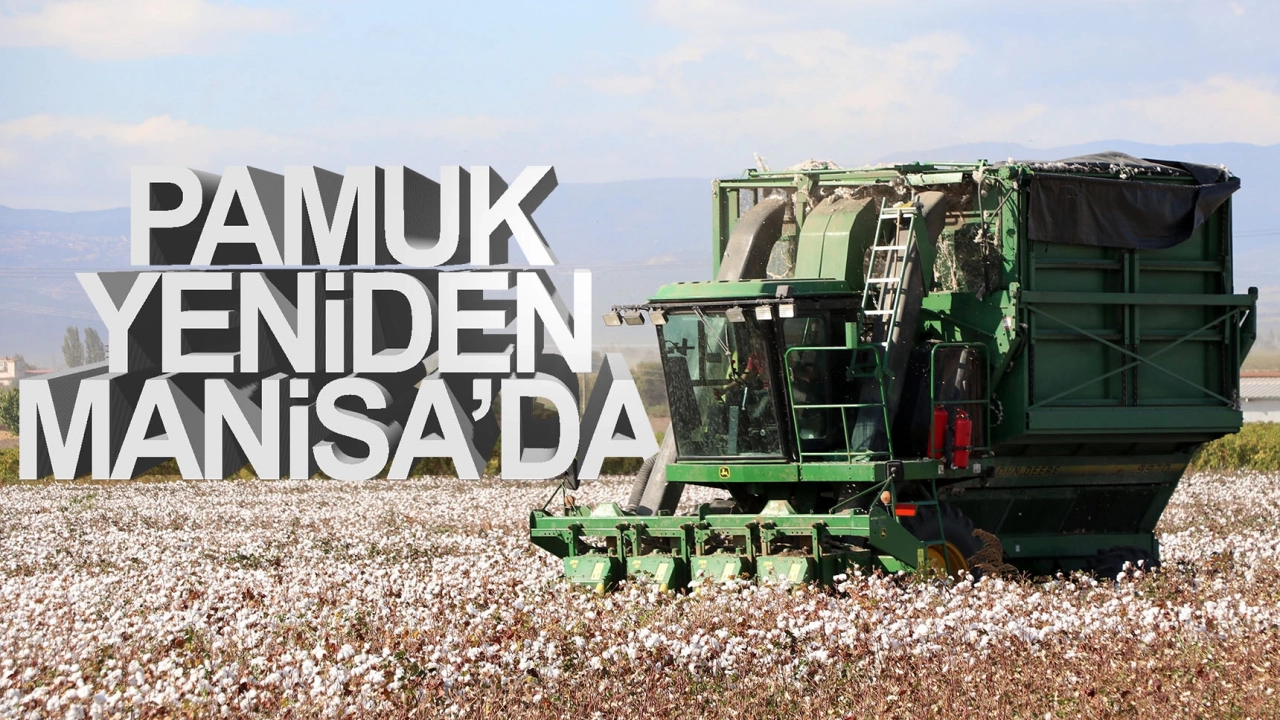 Pamuk Manisa ovalarına geri döndü!